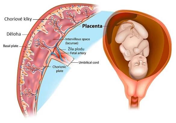 Placenta - popis
