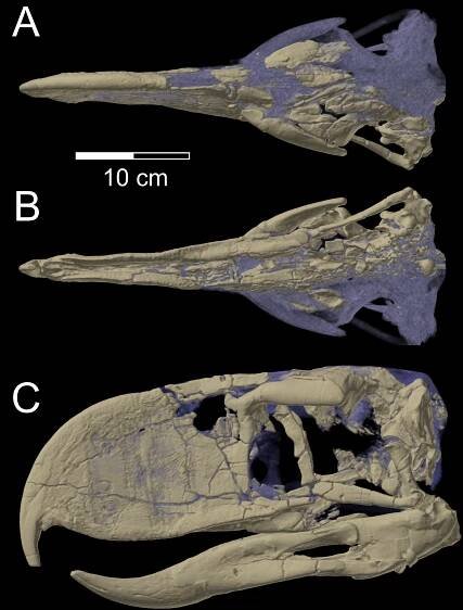 Andalgalornis