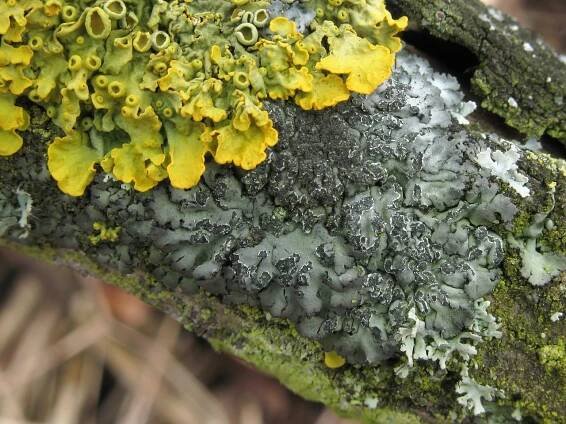 Phaeophyscia orbicularis 