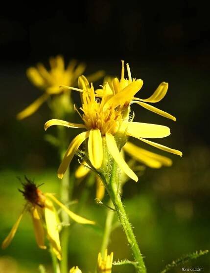 Starček německý (Senecio germanicus), květy, květenství