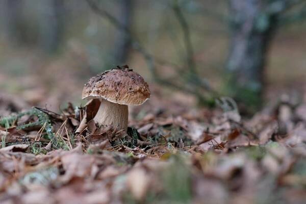bezplatná Detailní Záběr Na Jedlé Houby Na Lesní Půdě Základová fotografie