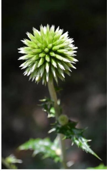 Grassland Vegetation Ecology Research Papers - Academia.edu