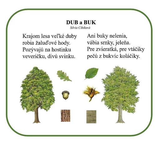 Dub a buk - Les - Listnaté stromy - MŠ