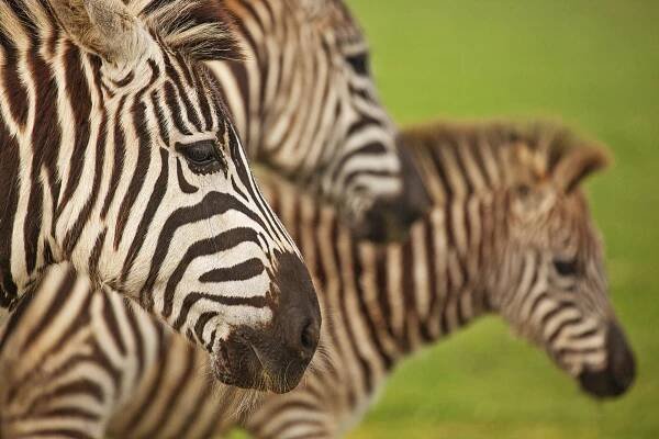 Island fauna of Brijuni National Park | Brijuni National Park