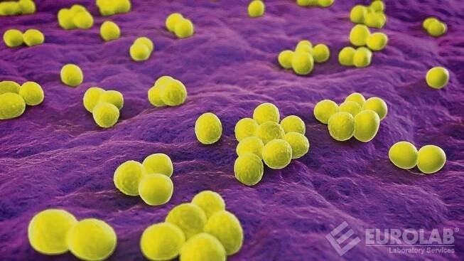 Testy na Staphylococcus Aureus (ATCC 6538).