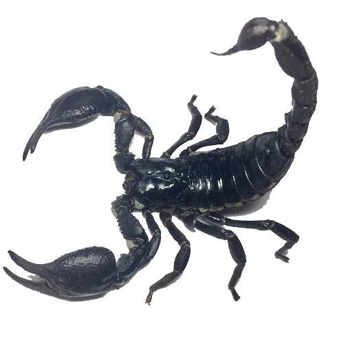 The Scorpion Files - Picture gallery (Scorpion pictures)