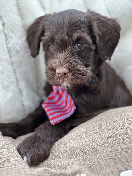Gigi — Bark & Bramble