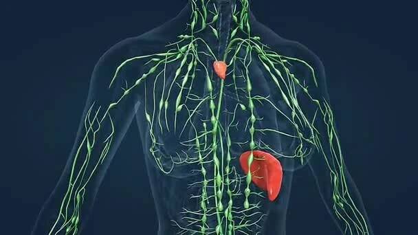 3D animace anatomie lidského lymfatického systému, zvýraznění lymfatických uzlin, cév a cirkulace. — Stock záběr