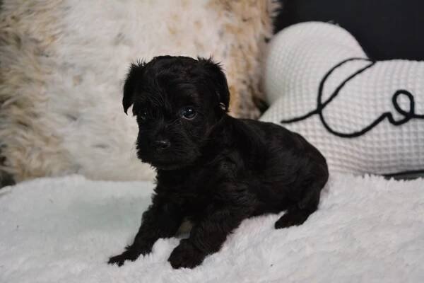 Darcy -Male Yorkiepoo