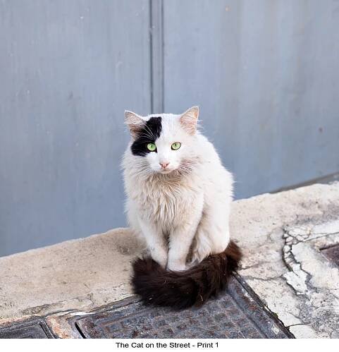 The Cat on the Street Simon Robinson