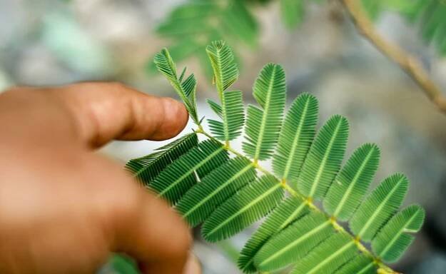 Do Plants Have Feelings? A Science Explainer