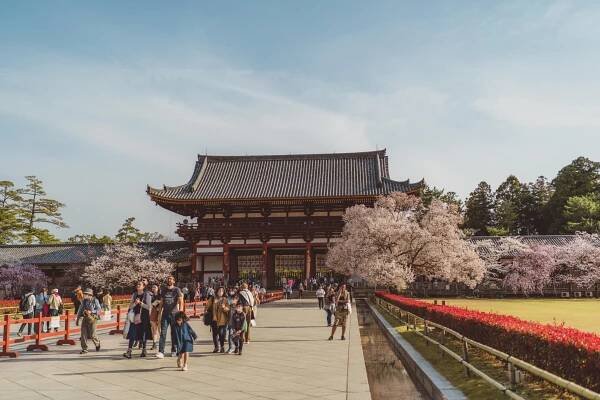 todaiji temple sakura season