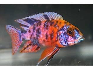Tlamovec Aulonocara Calico, 4 cm