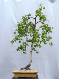 Bříza bělokorá (Betula pendula) 100 cm
