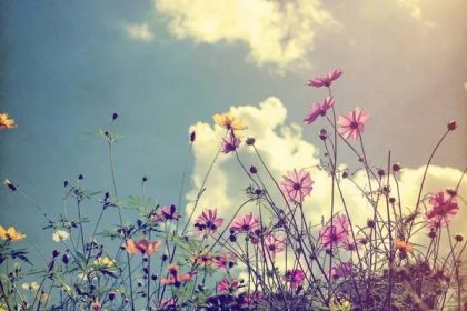 Ročník fotografické pozadí přírodou s divoké květiny a rostliny — Stock obrázek