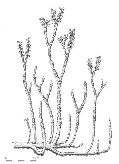 Nothia aphylla