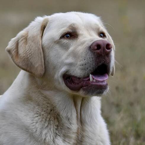 Labrador Retriever Pes - Fotografie zdarma na Pixabay