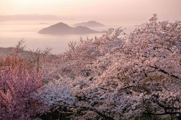 Shiudeyama: Sakura view of a lifetime (Updated for 2024)