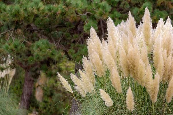 Pruning Can Help To Keep Vigorous Pampas Grass Under Control - Experts Share How
