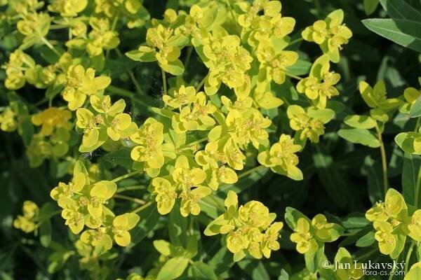 Pryšec kosmatý (Euphorbia illirica)