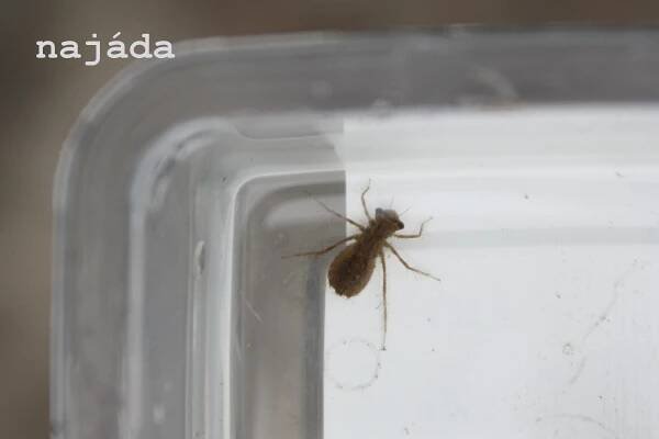 Poznej svůj kraj – Byšičky (6.třídy) – ZŠ Husitská Nová Paka