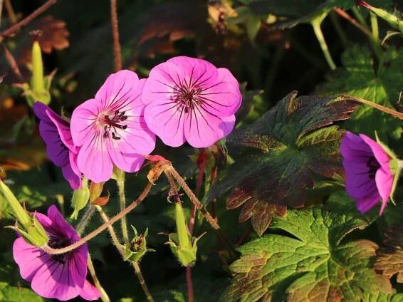 Kakost PINK PENNY