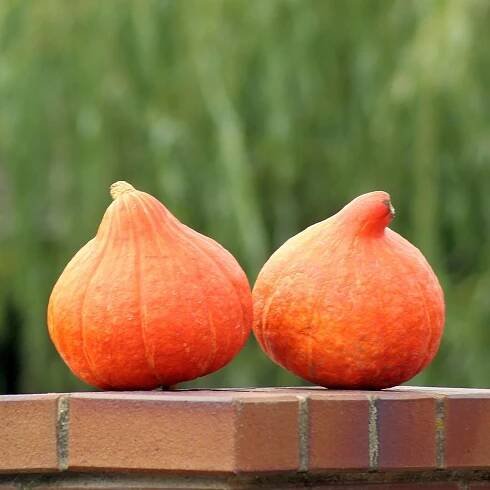 BIO semena tykve – BIO Tykev Amoro F1 – Cucurbita maxima