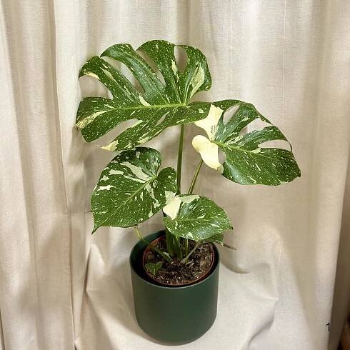 Monstera deliciosa ‘Thai constellation’ velká