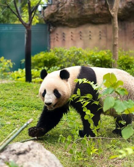 A panda bear walking across a lush green field
