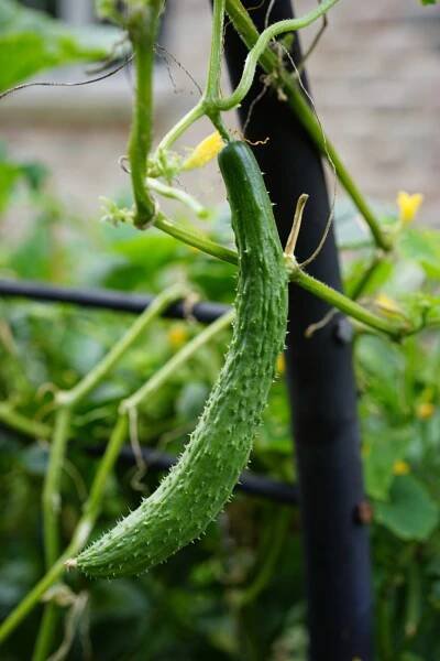why cucumbers bitter?