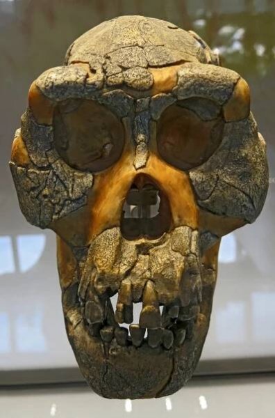 Lucy, Australopithecus afarensis