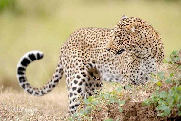 Leopard Maasai Mara African Wildlife Photography Safaris © Kaleel Zibe