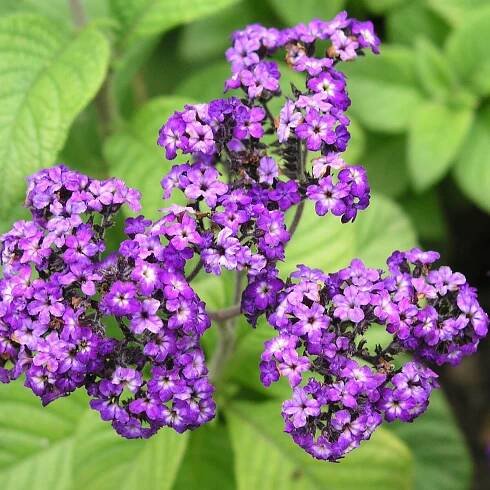 Gartenwissen: Was sind Halbsträucher?