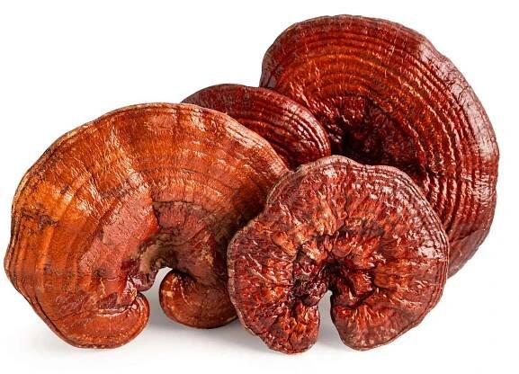 Reishi