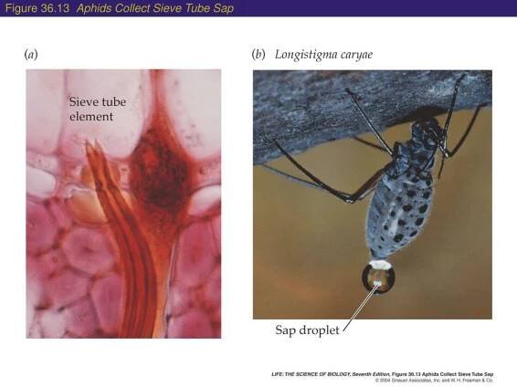 PPT - Plant Structure and Function I - E col 182 – 4-14-2005 PowerPoint Presentation - ID:37351