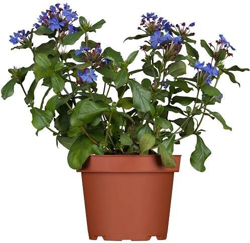 OBI Olověnec modrý průměr květináče cca 13 cm Ceratostigma nakoupit u OBI