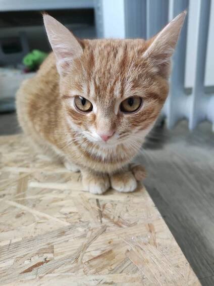 Finn