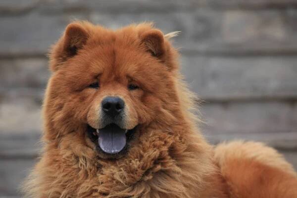A Chow Chow Encyclopedia