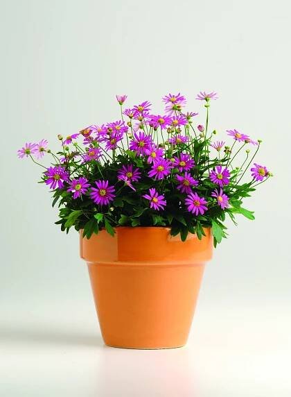 Brachyscome-multifida-Magenta-Delight©Florensis-3
