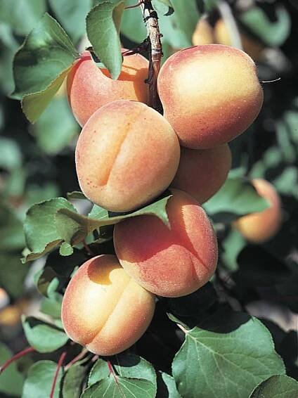 apricot fruits