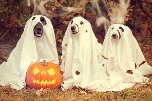 Halloween Safety Tips