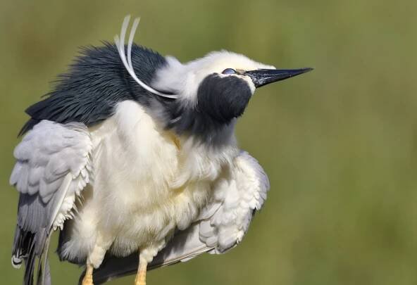 Project Items – Birding Doñana
