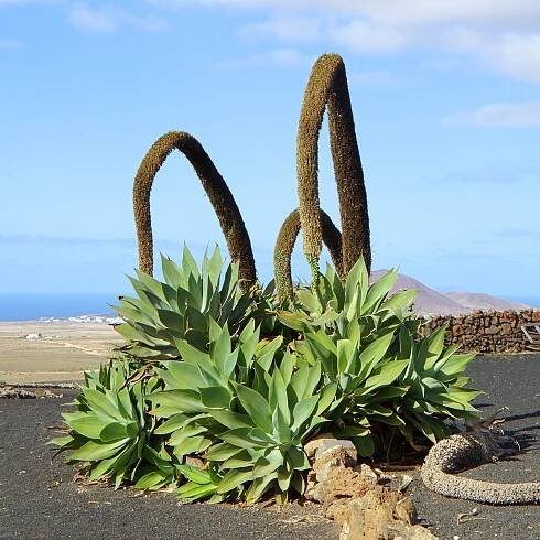 5 x Semena agáve Agave attenuata Agawa Liščí ocas Exotické rostliny aloe