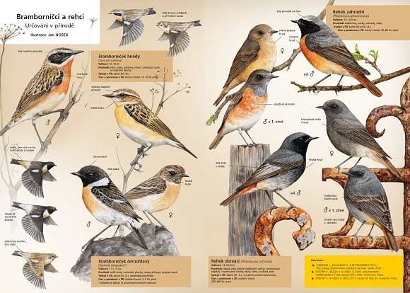 O časopise • Česká společnost ornitologická