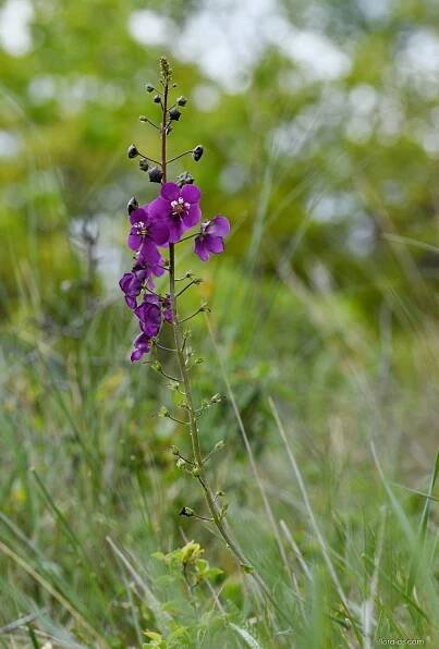 Divizna brunátná (Verbascum phoeniceum)