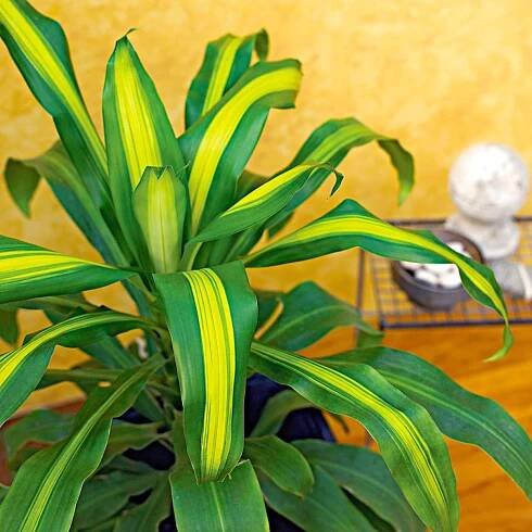 Dracaena fragrans 'Massangeana'