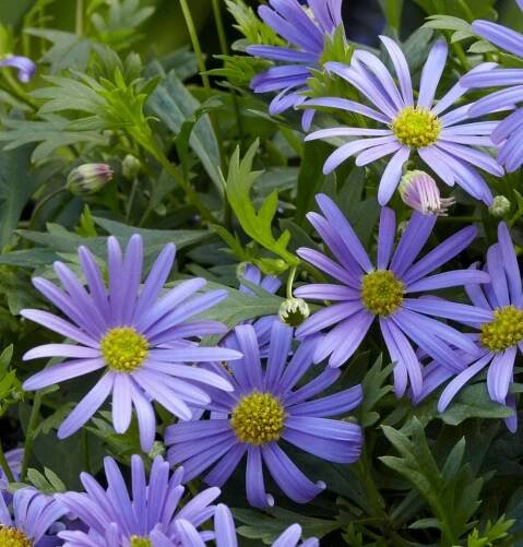 How to Plant and Grow Swan River Daisy