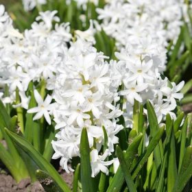 Hyacint White Pearl – Hyacinthus – hyacinty – cibule – pěstování