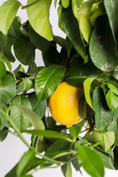 Lemon Tree