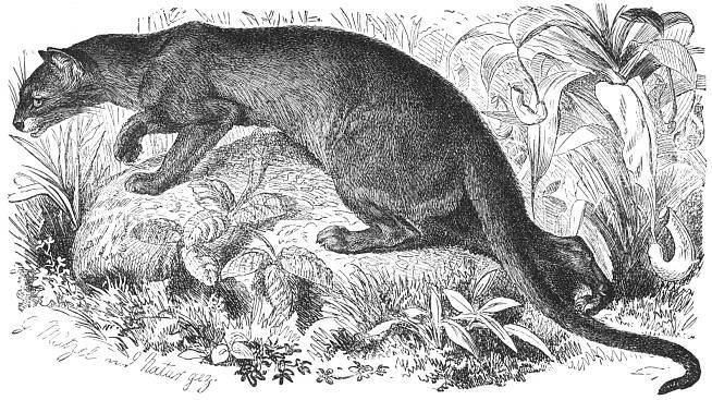 Soubor:Fossa-drawing.jpg